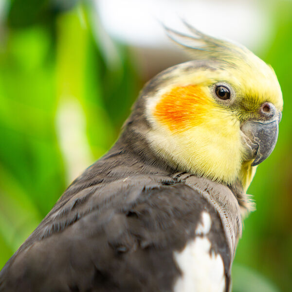 Black, white, gray and yellow Cockatiel