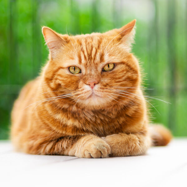 Orange cat laying down with paws crossed