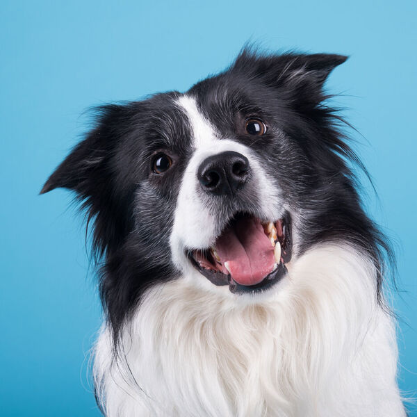 Black and white dog with mouth open 