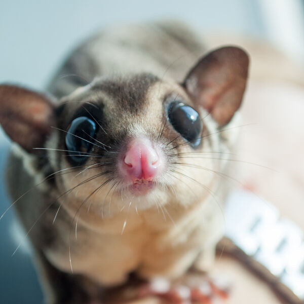 Close up of sugar glider standing on an arm