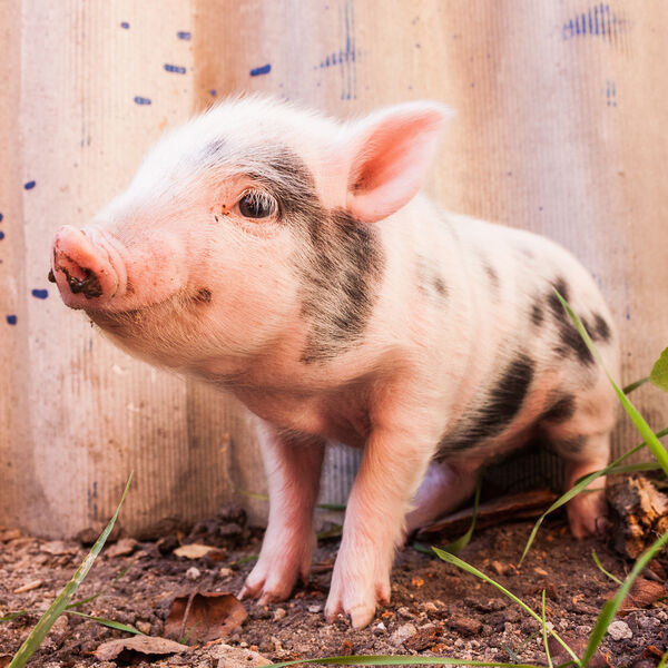 Small pig standing by fence