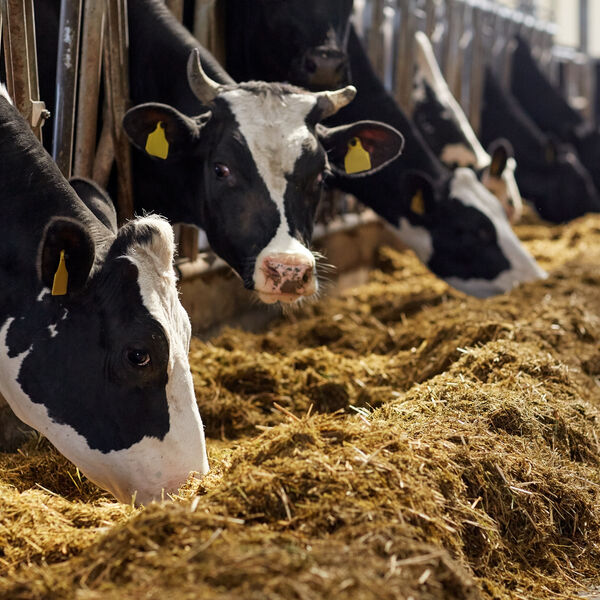 Cows in a farm