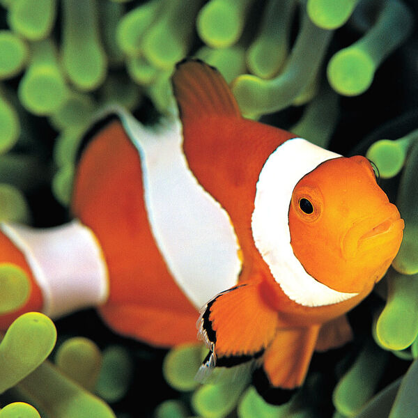 Clown fish swimming