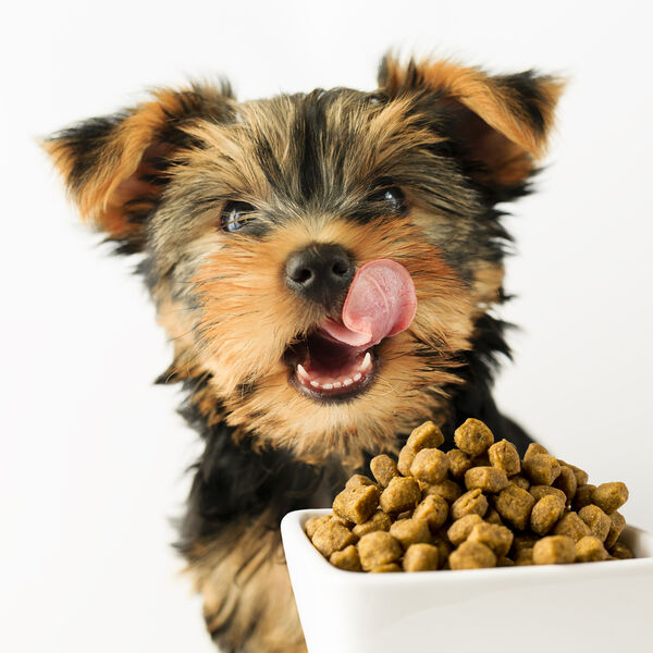 Yorkie by a bowl of food sticking tongue out