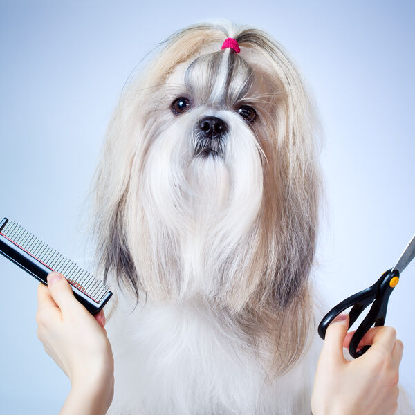 Small dog with long hair getting groomed