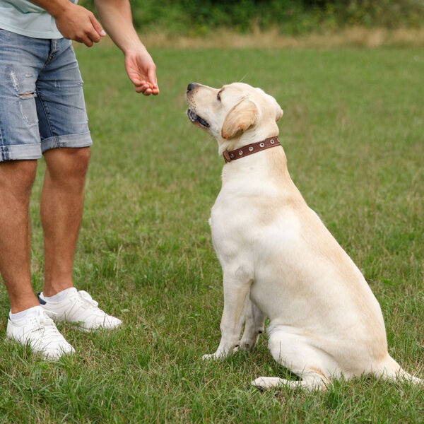 Pet sitter giving snack to dog