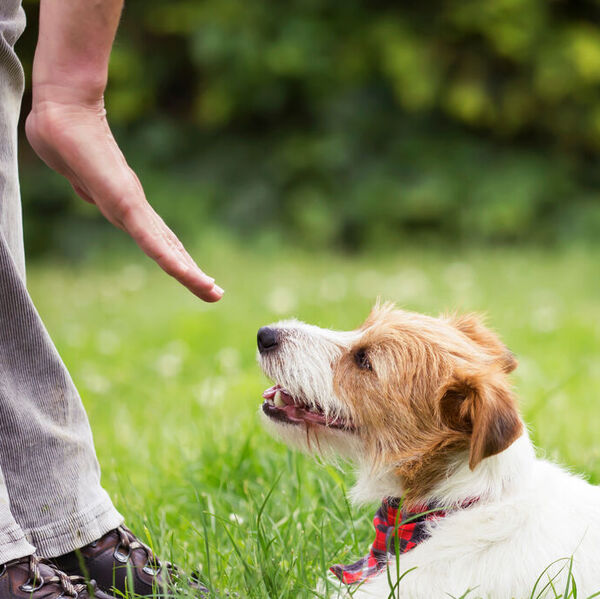 Pet trainer training Jack Russel Terrier