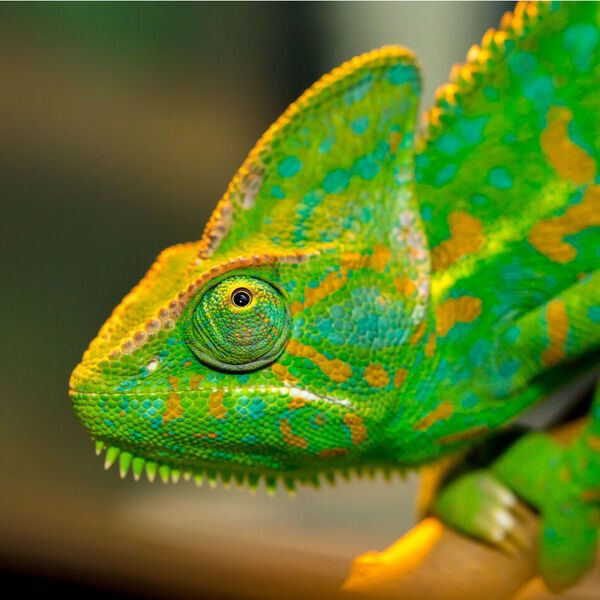 Chameleon holding on to small branch