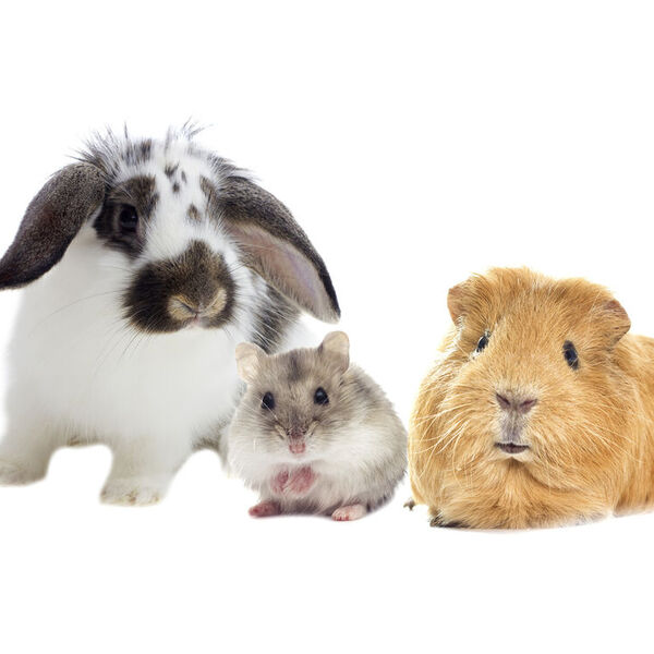 Rabbit, hamster and guinea pig sitting together