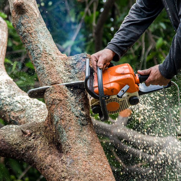 A person using a chainsaw to cut down a tree