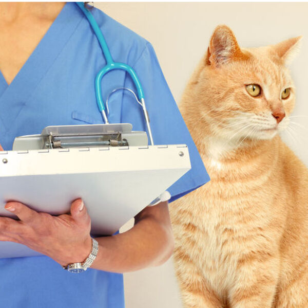 Veterinarian writing on clipboard while orange cat is next to her looking away