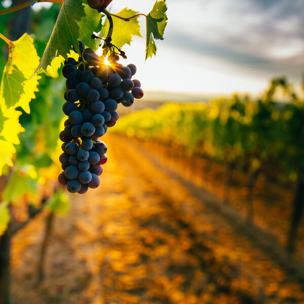 Vineyard with grapes growing