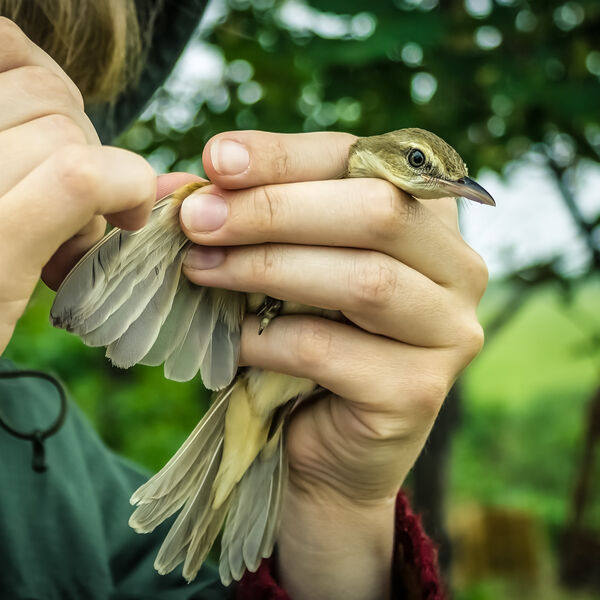 Zoologist holding a small bird